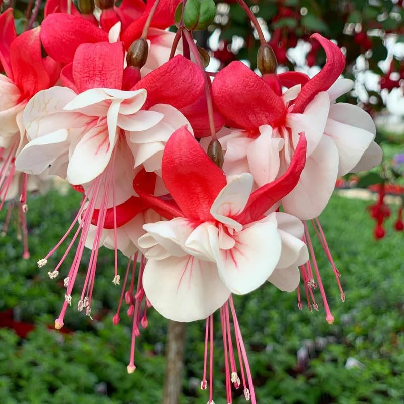 Red White Fuchsia Plant