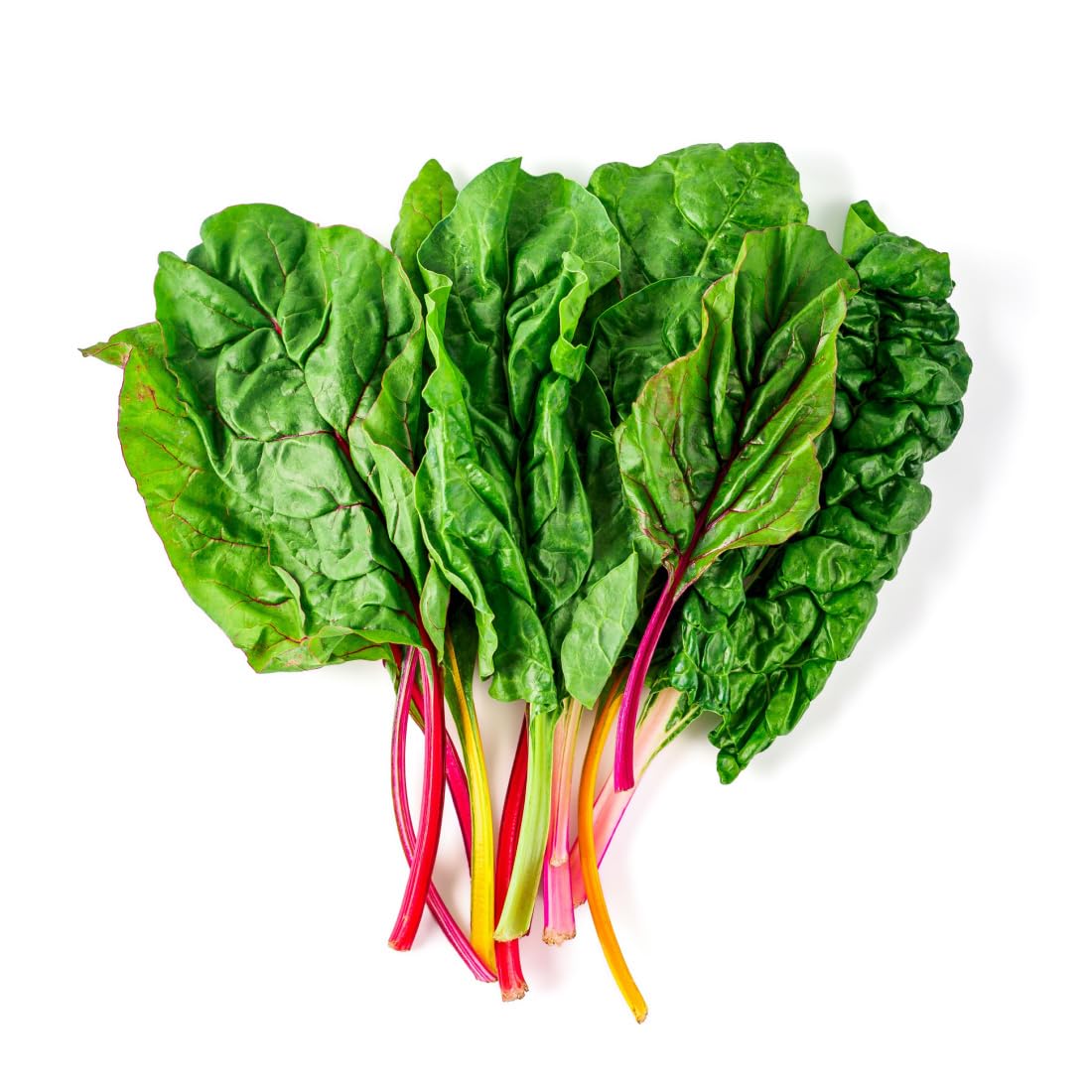 Swiss Chard Plants - 'Bright Lights' - 12 x Plug Plant Pack - Swiss Chard - Garden Ready - Ready to Plant - Premium Quality Vegetables