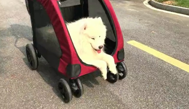 Amazon | GPR ペットカート 犬用ベビーカー 犬 カート 猫 バギー 大型 