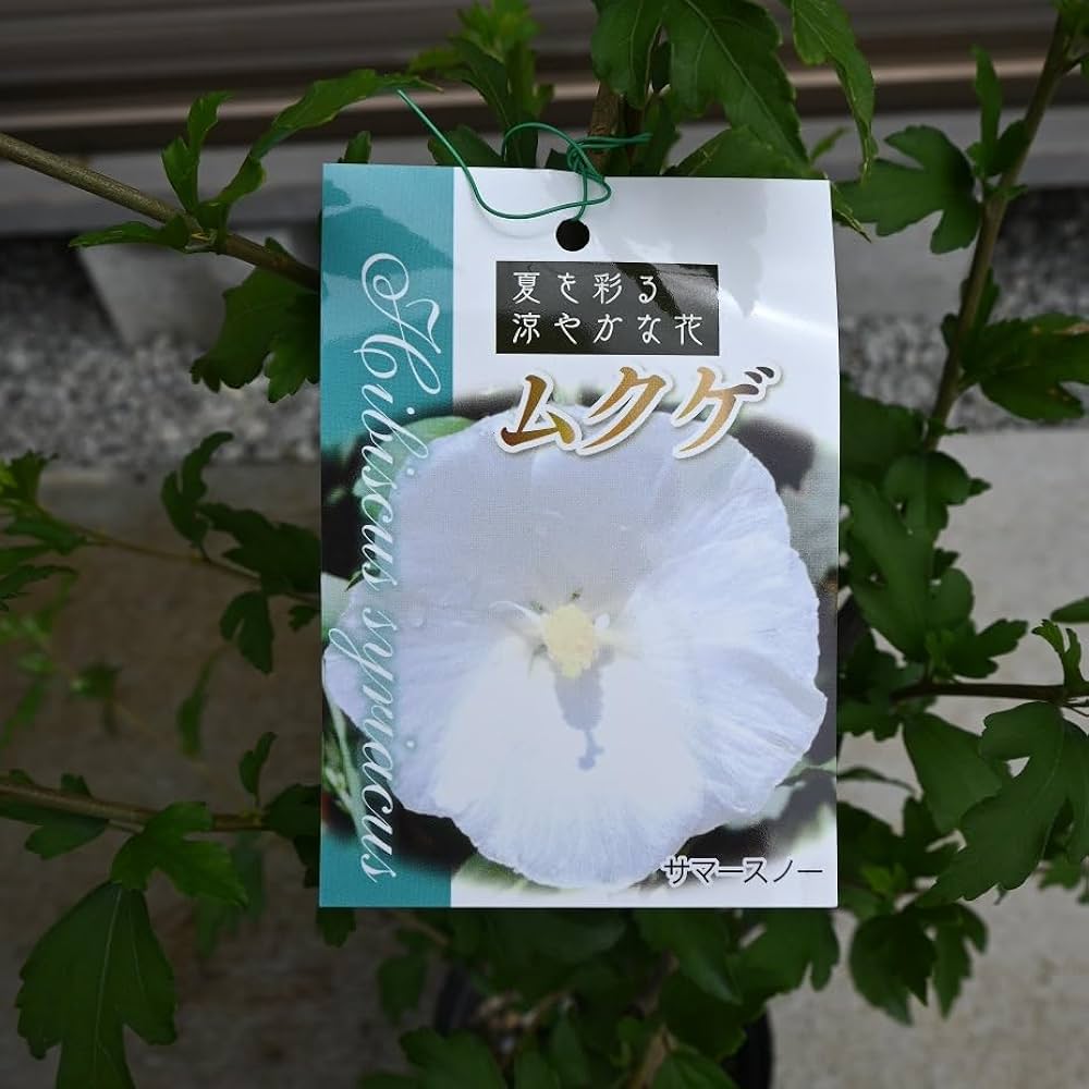 Amazon.co.jp: 槿苗 ムクゲ白花一重 夏に咲くお花 むくげ苗 : DIY