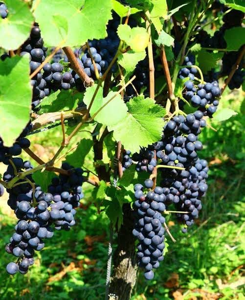 SISA GARDEN Sweet Seedless Grapes | Round Angur | Hybrid Grafted | Live ...