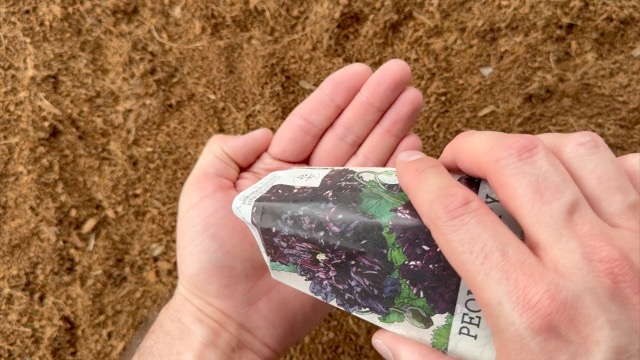 aoiポピー Amazon.com : 100 Giant Double RED Peony Poppy Papaver