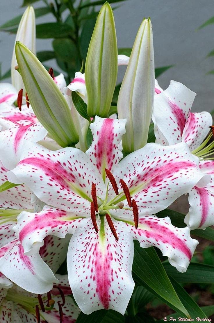 Radha Krishna Agriculture™ Oriental Lily/Lilium Flower Bulbs For Home & Outdoor Gardening Plants (Pack Of 2 Bulbs) (B09B7JDNX2) Amazon Price History, Amazon Price Tracker