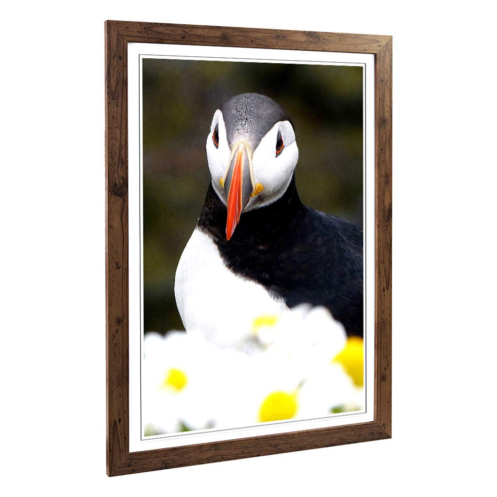 Big Box Art Framed Print of Atlantic Puffin Bird Design | Wall Art Picture | Home Decor for Kitchen, Living, Dining Room, Lounge, Bedroom, Hallway, Office, Walnut, A2 / 24.5x18 Inch / 62x45cm