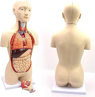 Study Model Educational Model Human Torso Anatomy Model 45Cm Decomposable 16Piece Halfbody Torso Model with Internal Organs Anatomy for Teaching Resources,Medical Models SaiFei