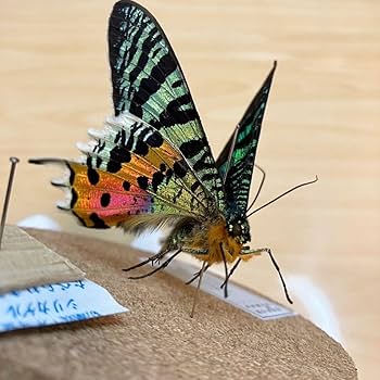 Amazon.co.jp: 昆虫標本ニシキオオツバメガ ガラスケース入り