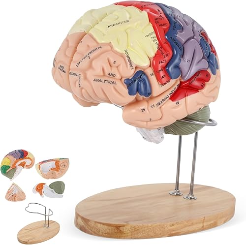 Miniatura 1 de BEAMNOVA Modelo de cerebro humano 2 veces tamaño real para la enseñanza de neurociencia con etiquetas Modelo de anatomía para el aprendizaje de