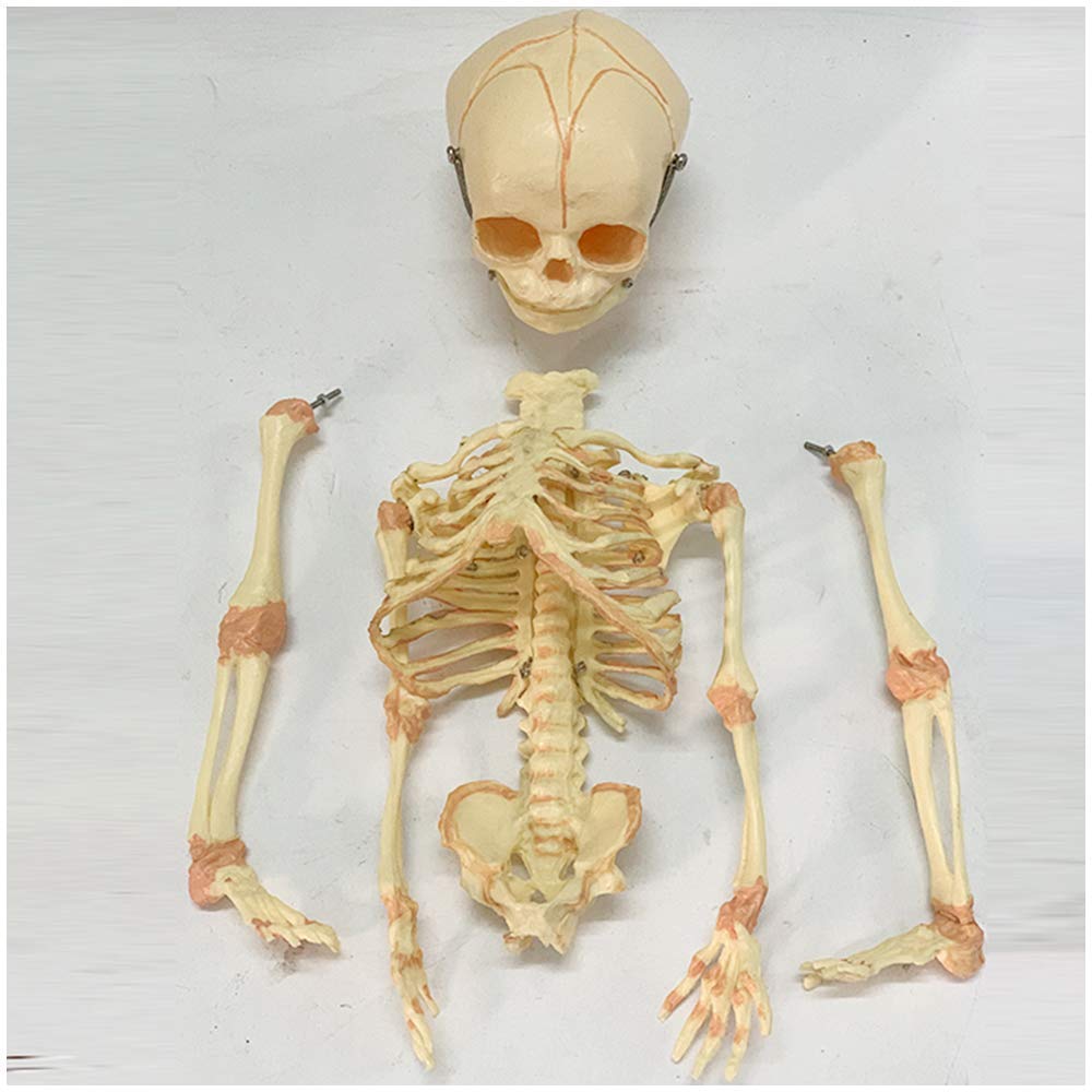 Pädagogische Puppe Säugling Skelett Modell Fötus Schädel Modell - Baby Skelett Modell - Medizinisch Anatomisch Fötal Baby