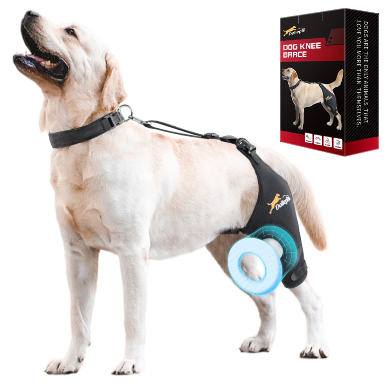 Dog Knee Brace for Torn ACL Hind Leg, Support for Patella Dislocation or Osteoarthritis, Cruciate Ligament Injuries, Cut-out Non-slip Wrap Promotes