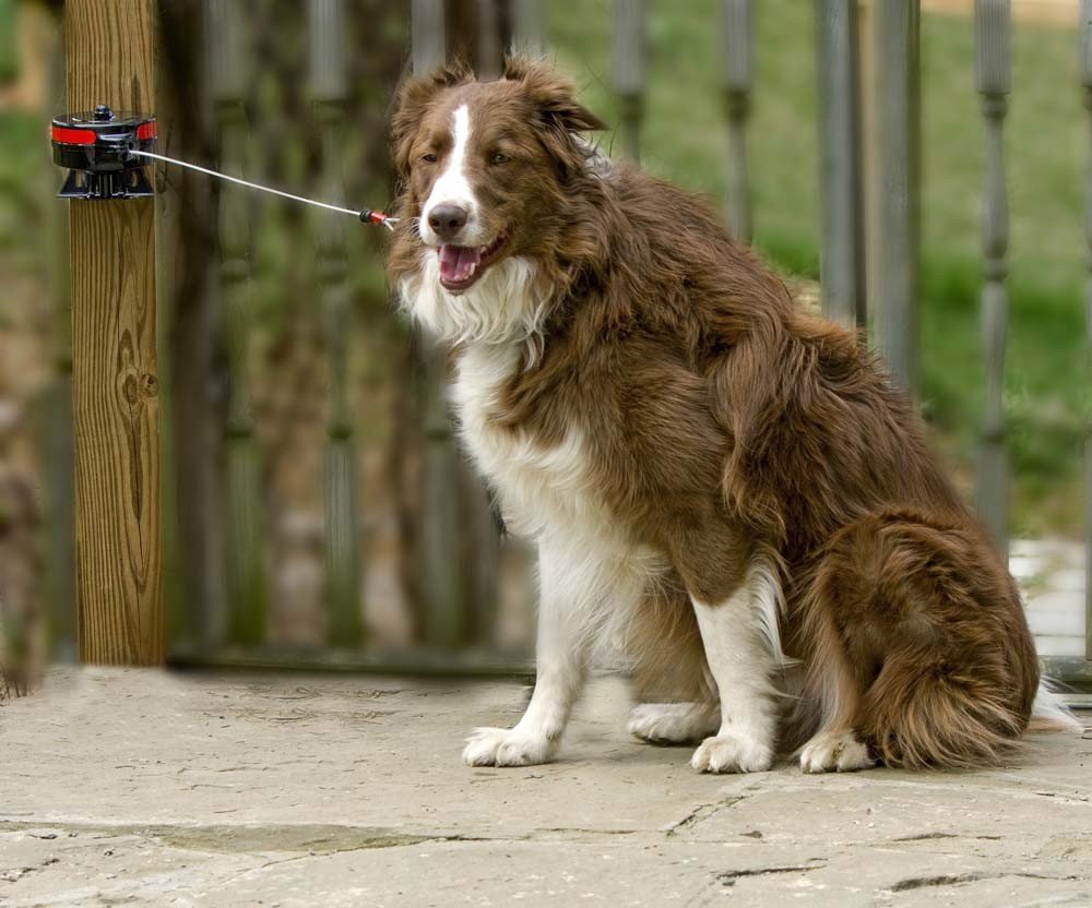 Lixit Supporto e picchetto per guinzagli retrattili per Cani (Staffa, Grande)