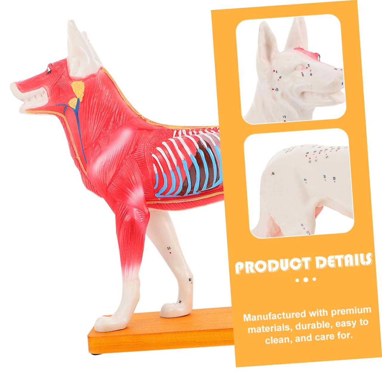 Modello di Agopuntura Canino in Pvc per Insegnamento Anatomia Veterinaria, Strumento Didattico per Studenti e Insegnanti di Medicina Cinese