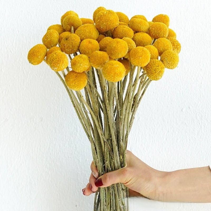 Ramo de 30 flores secas Billy Balls color dorado miniatura 3