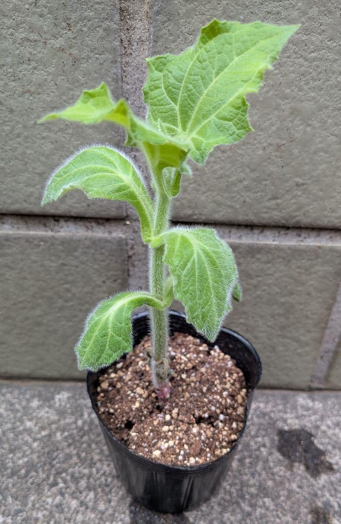 Amazon｜ヤーコン苗 在来種 伊豆産種芋使用 丈夫な若苗 1ポット 野菜苗