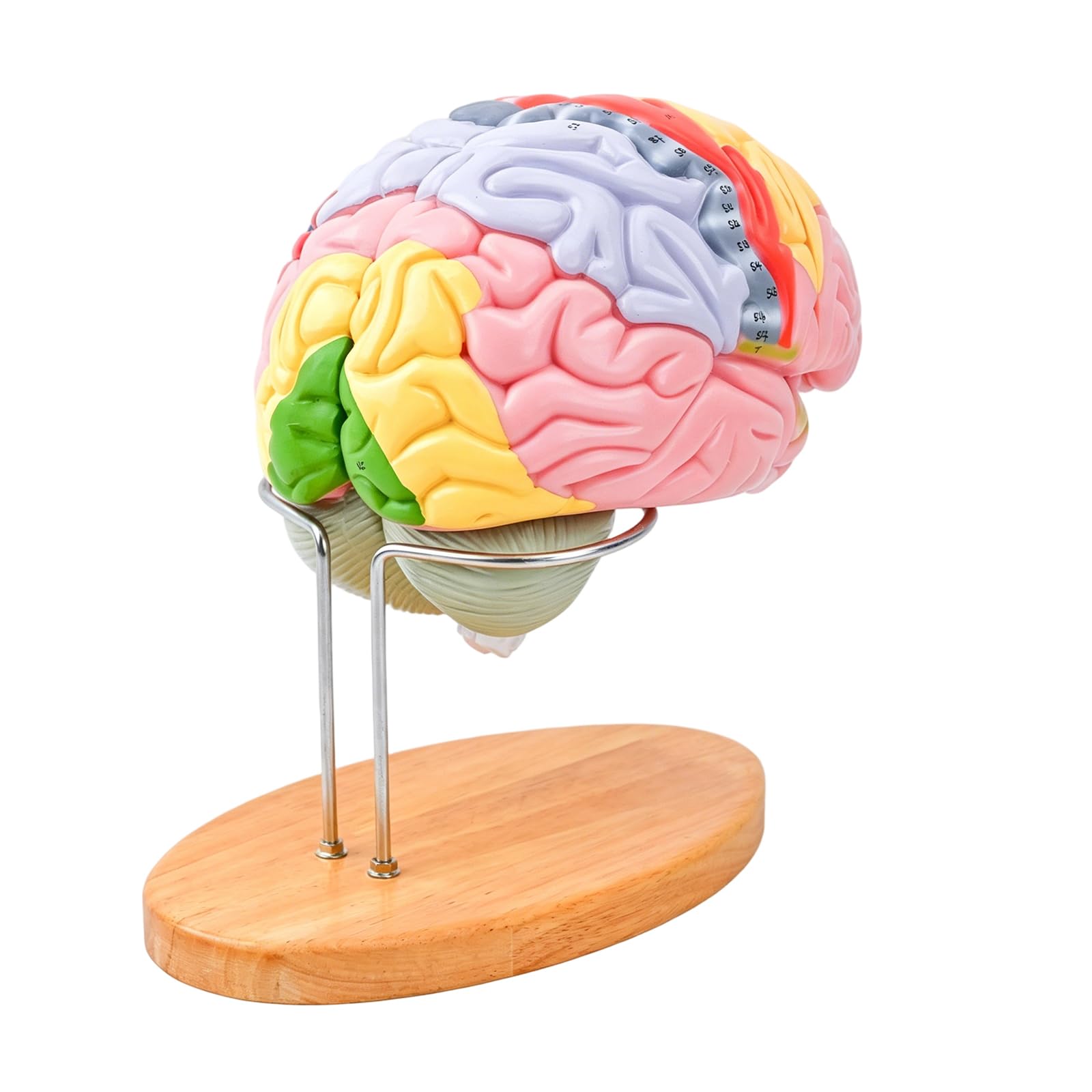 Ljmyy 2X Enlarged Human Head Anatomy Model With Detachable Lobes Anatomical Cerebral Structure Model For Education