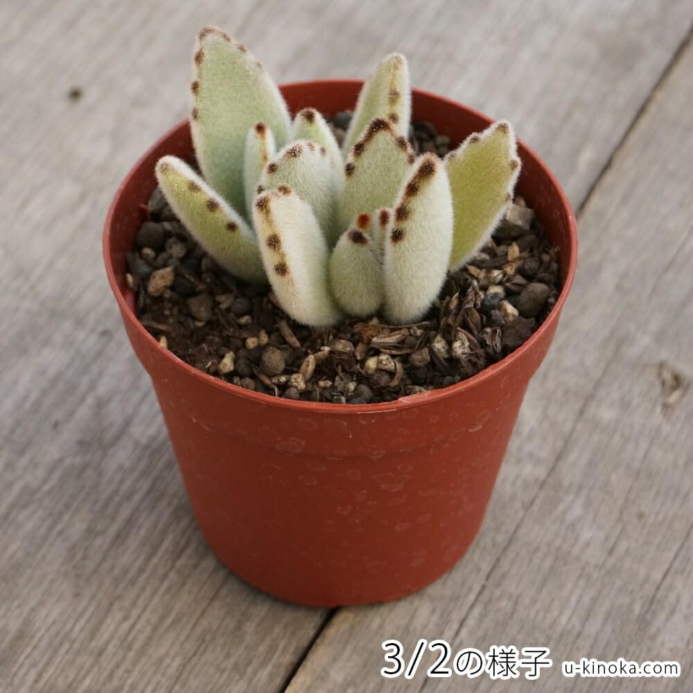 Amazon.co.jp: ツキトジ 月兎耳 7.5cmポット 多肉植物 カランコエ 月兎