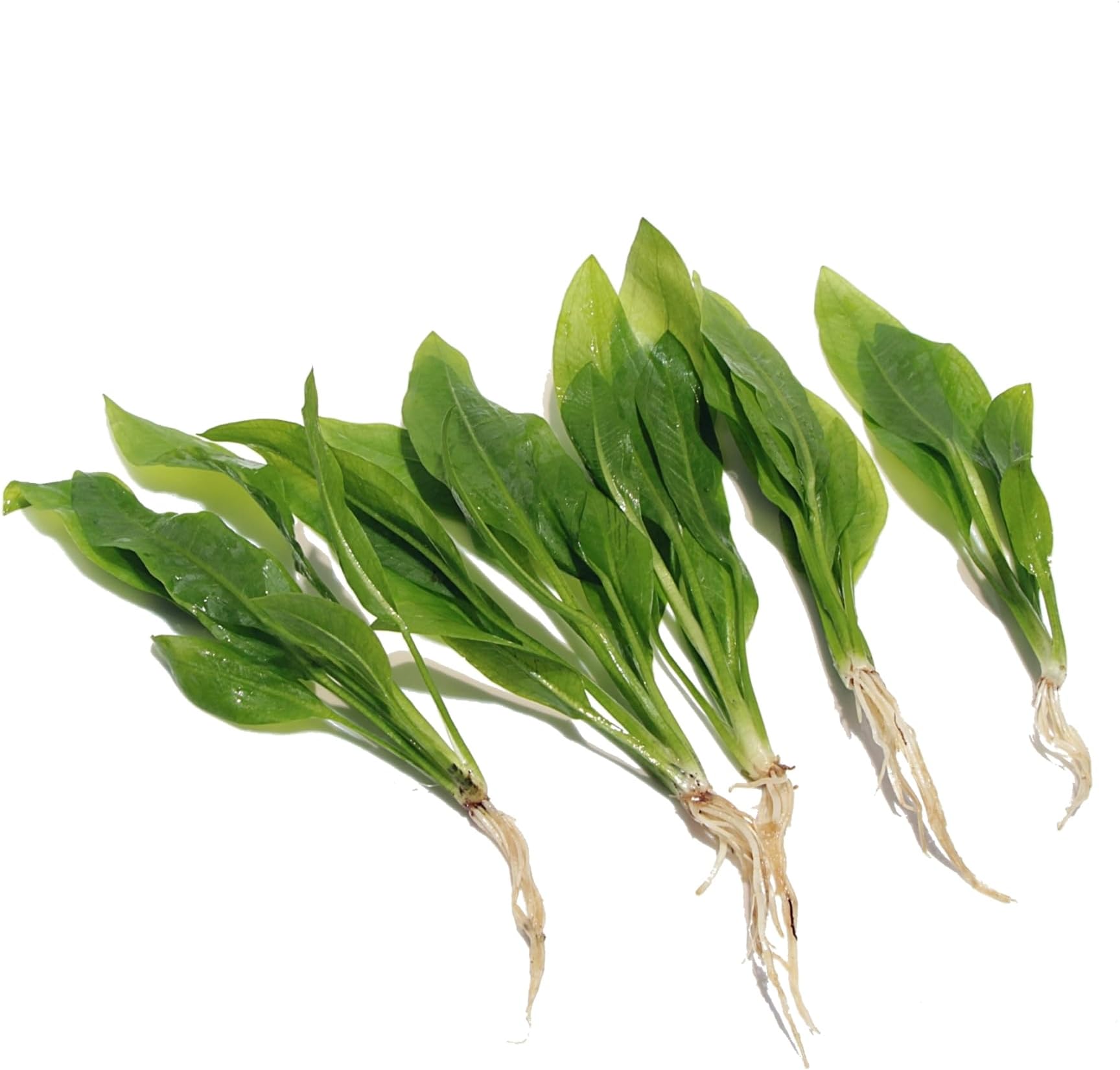 K2AQUA 5 x Echinodorus Bleheri Live Aquarium Plants Amazon Sword Plant for Tropical Natural Fish Tank