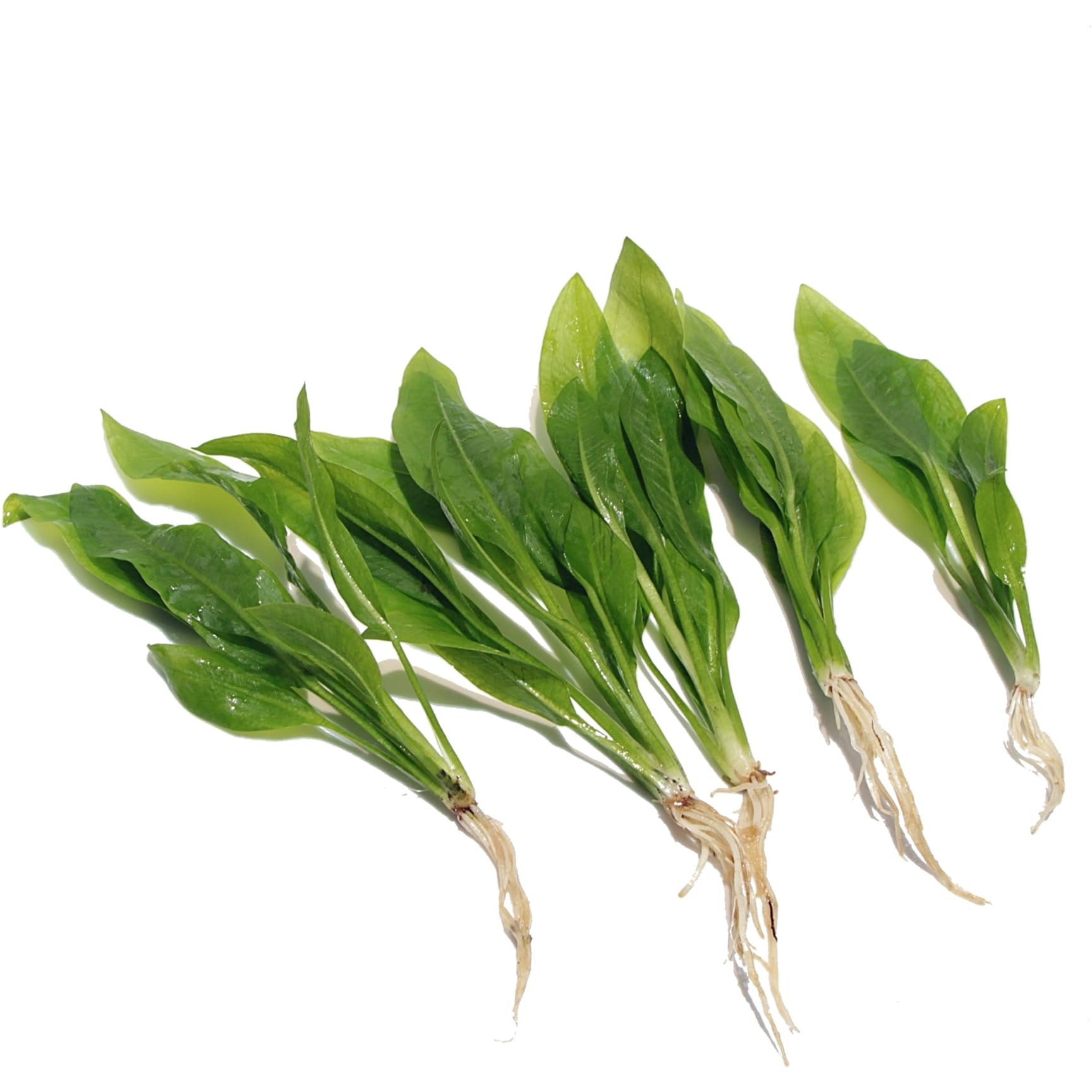 K2AQUA 5 x Echinodorus Bleheri Live Aquarium Plants Amazon Sword Plant for Tropical Natural Fish Tank