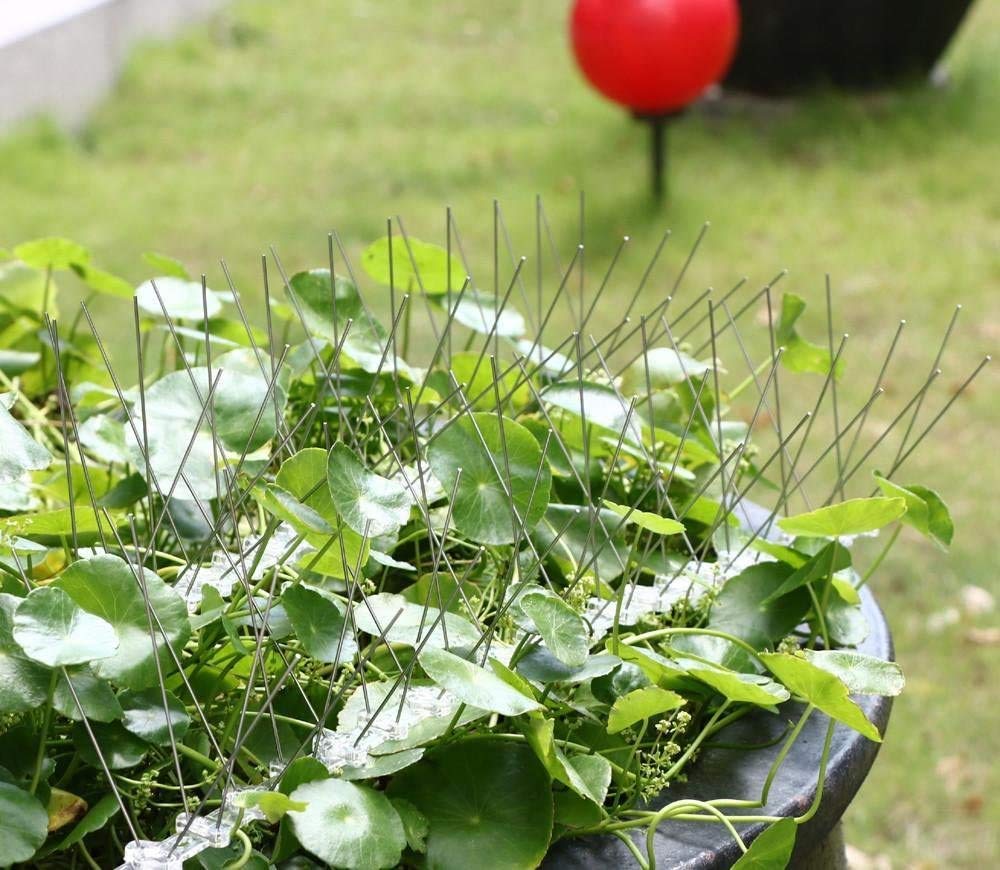 chinkyboo 5M 10 PCS Stainless Steel Repellent Prevent, Clear