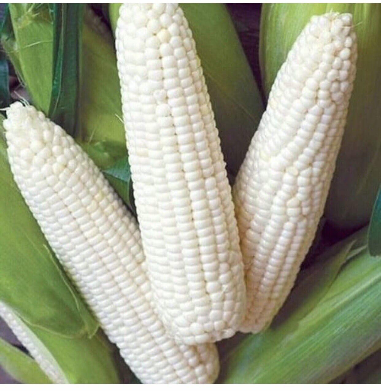 Buy4seeds 50 White Corn SWEETCORN Professional Seeds Easy for Grow Garden