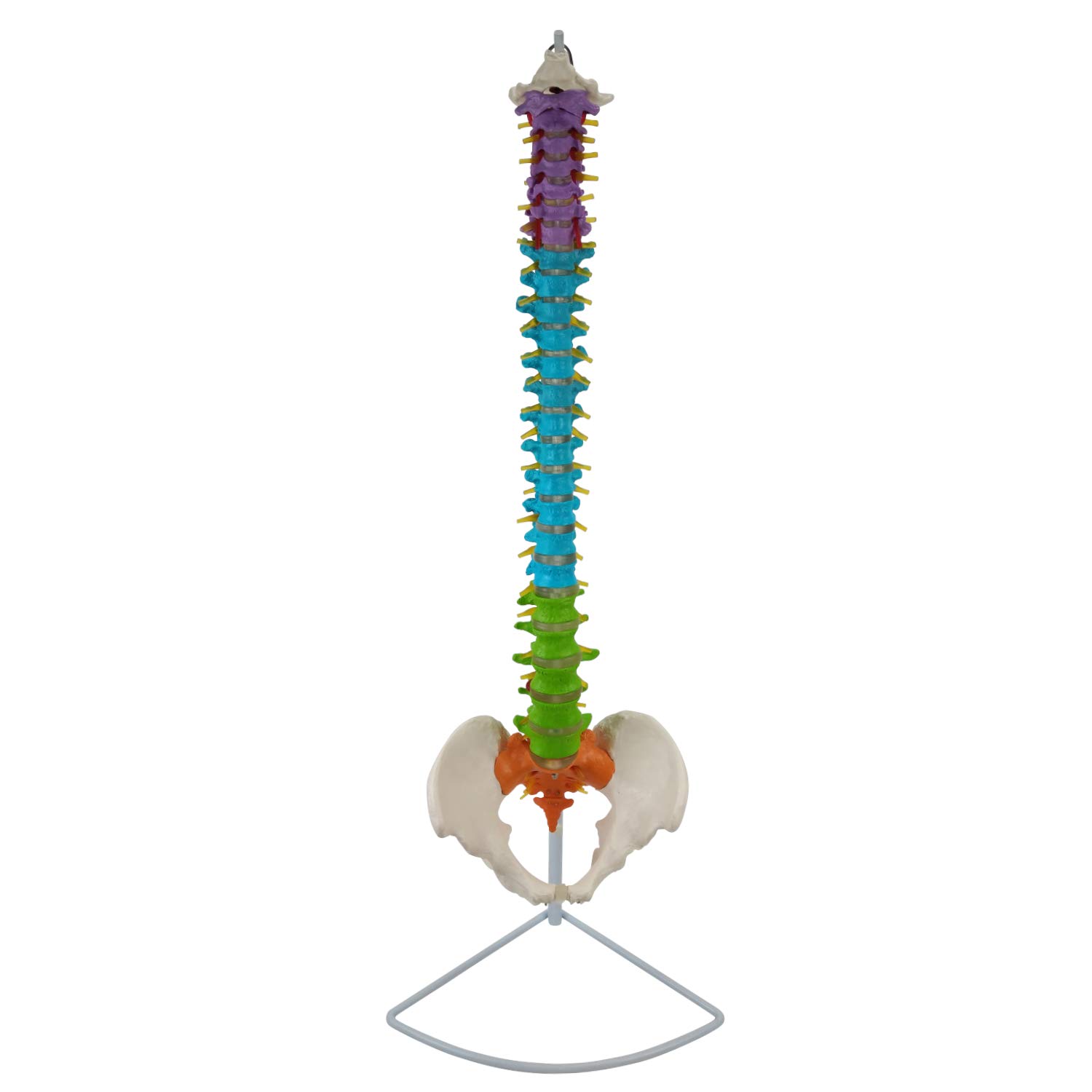 Flexible Wirbelsäule mit Becken und farbigen Wirbelsäulenabschnitten I lebensgroßes und detailliertes anatomisches Modell (ca. 85 cm) I inklusive Stativ