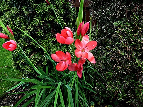 Schizostylis coccinea 'Major' - Marginal Pond Plants - Pond Plants - Water Plants-None-7 cm