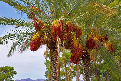 10 Date Palm Tree Seeds (Phoenix Dactylifera) - Edible Fruit, Hardy To Zone 8