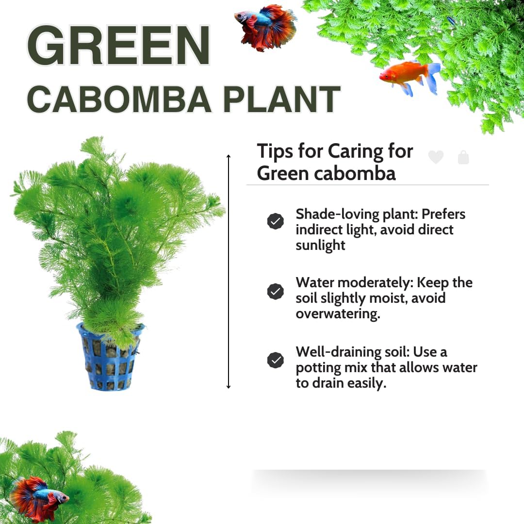 Green Cabomba Plants, Cabomba Aquarium Plants Live, 14 Stems, Live Aquarium Plants from 4 to 7 Inches Tall, Live Cabomba Plant Aquatic Freshwwater Plant Live