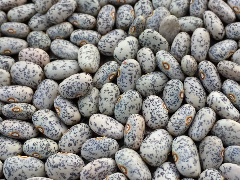 Blue Speckled Tepary Bean Seeds 5 Rare Vegetable Plant Seeds for Outdoor Use