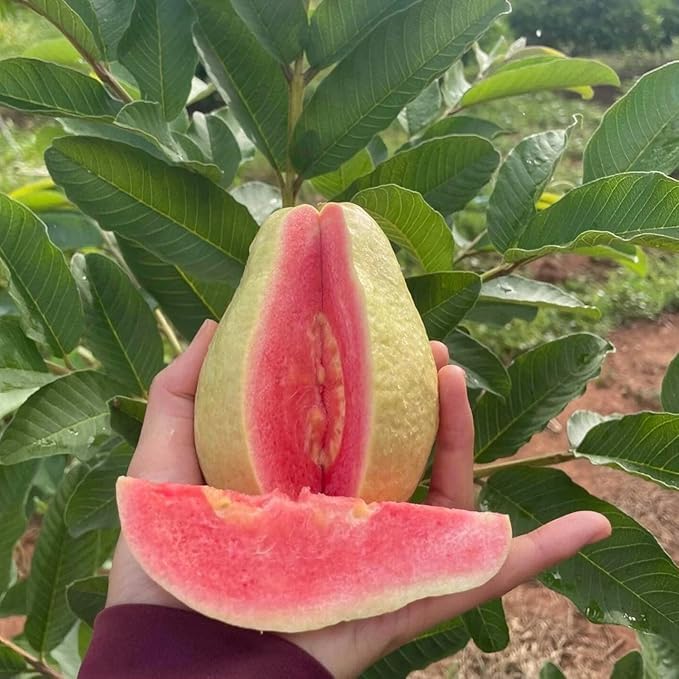 Thai Red Guava Plant Hybrid All Seasons Amrud Live Tree Red Diamond Guava Plant Original With Pot (PACK OF 1)-image-31