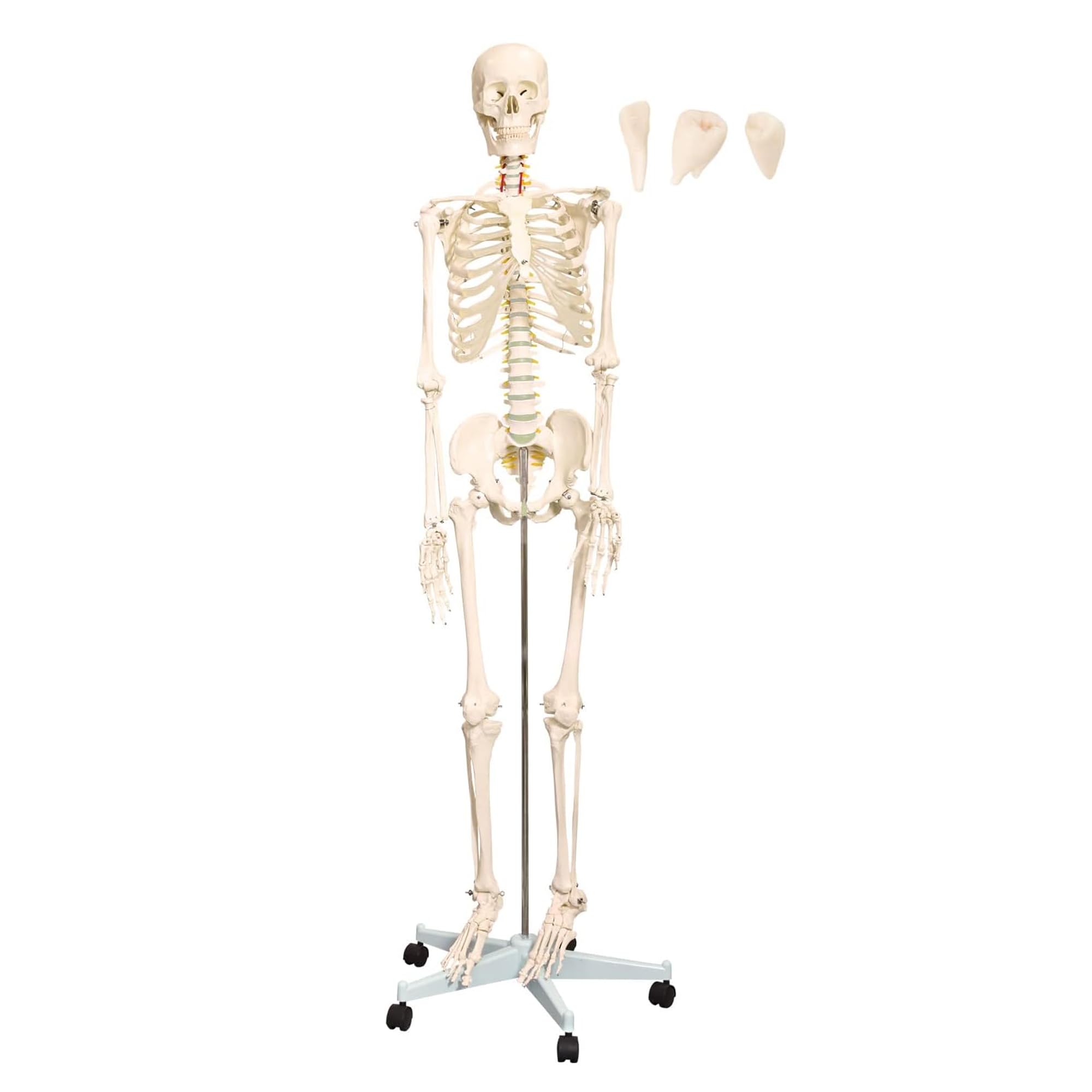 MedMod Anatomie Skelett 175 cm, beweglicher Kiefer, entnehmbare Zähne, inkl. Rollständer