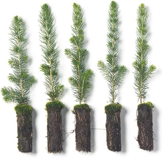 White Spruce Live Tree Seedling Plugs 