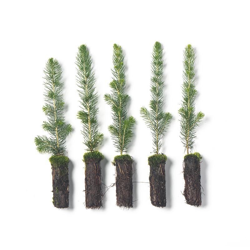 White Spruce Plug Seedlings 5-Pack