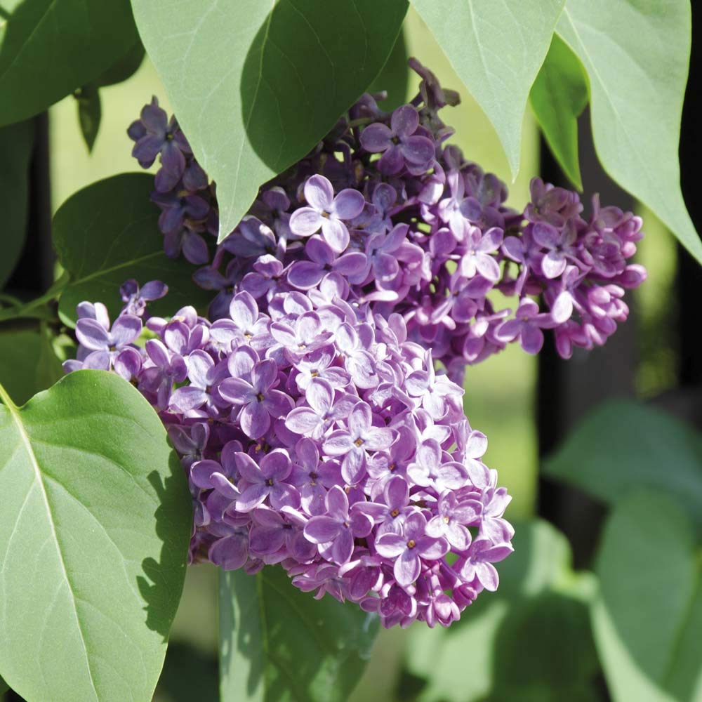 Thompson & Morgan Hardy Perennial Flowering Shrub, Lilac ‘Katherine Havemeyer’, Potted Garden Plants Ideal for Smaller Gardens, Patio and Containers (1 x 9cm Pot)