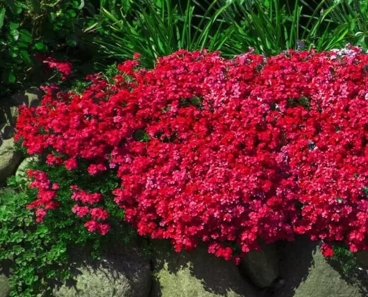 1 Pack of 400 SEEEDS Rock Cress Aubrieta hybrida Cascade Red