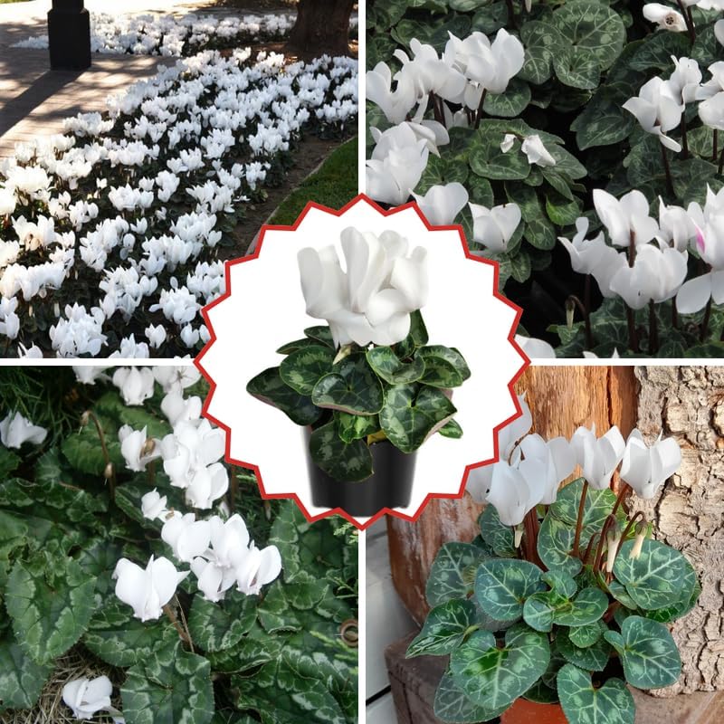 Miniatura 4 de Planta blanca de ciclamen vivo, resistente planta de interior de ciclamen para decoración de plantación, maceta de 4 pulgadas, flores ornamentales
