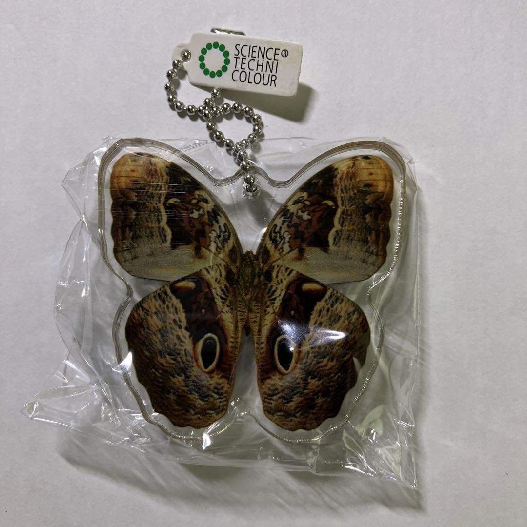 昆虫標本 マレーシア フクロウチョウ