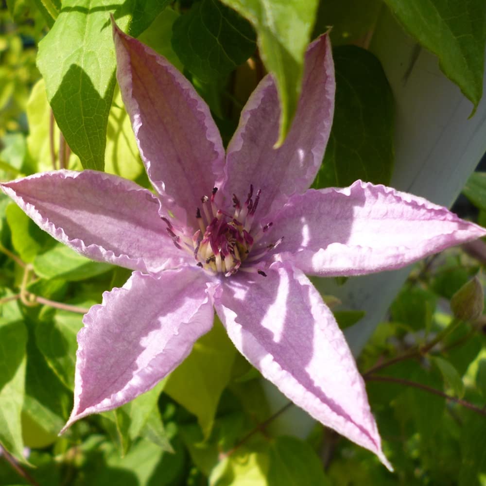Clematis 'Hagley Hybrid' Hardy Compact Climber Plant Flowering Shrub in Pot