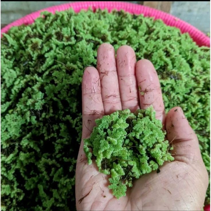 High Protein Live Floating Plant for Poultry Feed and Organic Farming (1400 Live Healthy Plant Seeds)-image-40
