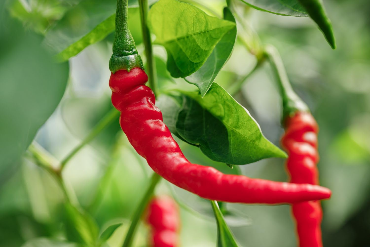 Organic Pepper Seeds - 7 Variety Combo -4