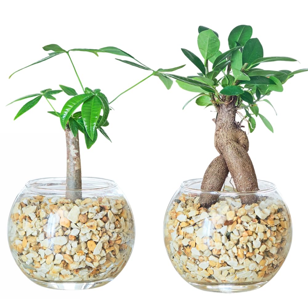 助けて観葉植物セット 楽天市場】【楽天ランキング1位入賞】ハイドロカルチャー 水耕