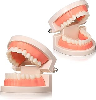 2 Pack Dental Teeth Model Standard Teeth Model Fake Dentures Teeth Toy Dental Mouth Model Typodont Demonstration Teeth Model for Kids Dental Teaching Study Supplies