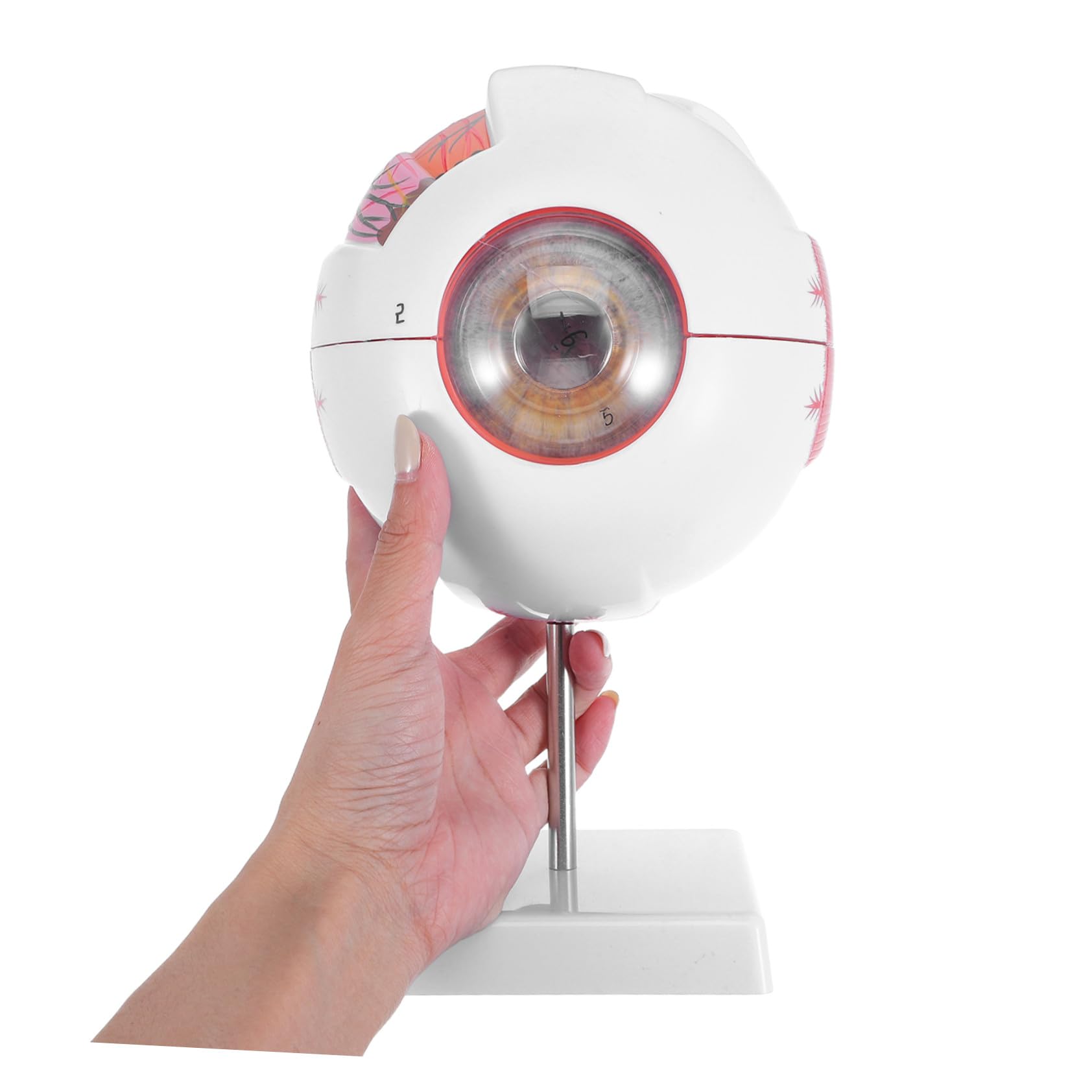PRETYZOOM Modelo de Ojo Médico Numerado y Desmontable Estructura Anatómica Realista Material Didáctico para Laboratorios de Ciencias y Enseñanza Médica