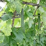 Ridge Luffa Plant, 4 to 8 Inch Tall, Live Gourd Loofah Plants in 4 Inch Pot, Vegetable Vine Seedlings
