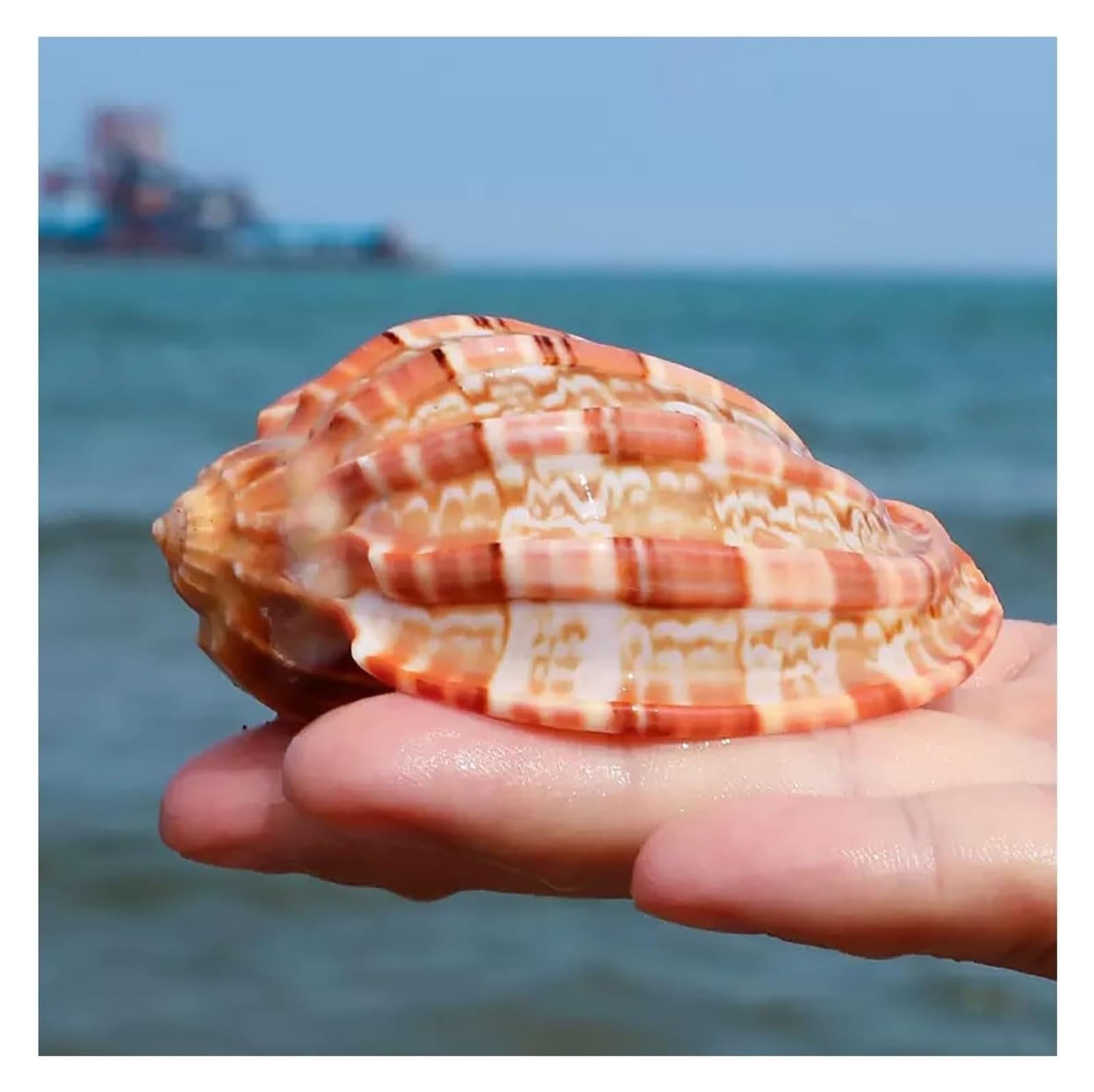 YKMYXZ shells， 7~10Cm Conch Hermit Crab Shell for Wedding Decor Beach Theme Party, Home Decorations,DIY Craft(8~9cm)
