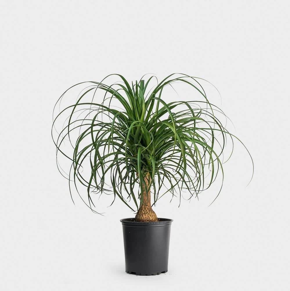 Ponytail Palm Plant Lolina Palm Fountain Palm Nolina Palm Live Plant Original Variety (B0BRQPNZQ3) Amazon Price History, Amazon Price Tracker