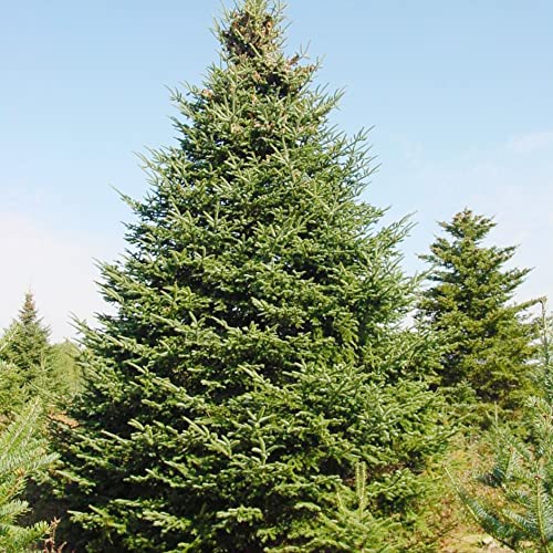 Balsam Fir Seeds Abies Balsamea Low Maintenance Fragrant Evergreen Showy Rock Gardens Screens Windbreaks Outdoor 30Pcs Tree Seeds By Yegaol Garden #TOP3