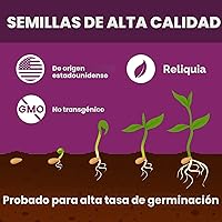 Vista 4 de 20000+pcs Semillas de tomillo rastrero para plantar – Flores de cobertura de suelo sin transgénicos – 10g Semillas de hierbas comestibles