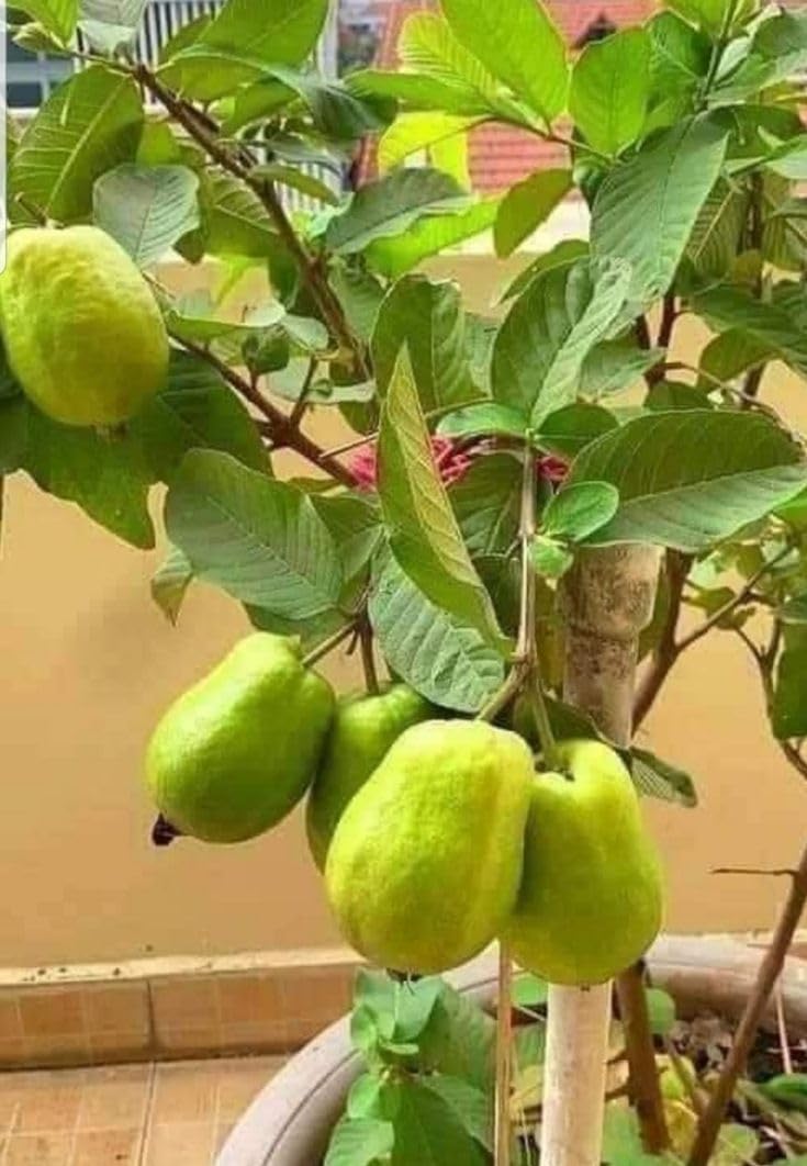 Thai All Time Hybrid Guava Plant For Home Gardening, Plant Size- 1.5-3.5 Ft (Air Line, Pack Of 1) (B0CQFWBGLK) Amazon Price History, Amazon Price Tracker