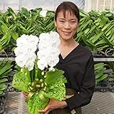 ふじみ野ラン園 幸せが飛んでくるミディ胡蝶蘭 選べるボリューム 生花 プレゼント ギフト 開店祝い お誕生日 各種お祝いお供えに (ミディホワイト2本立ち)