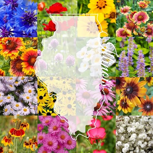 Illinois Bulk Perennial and Annual Wildflower Seed Mix 1/4lb Covers 500sq-ft - Attract Pollinators Multi-Color Non-GMO Blooms - Midwest US Species Plant in Spring/Fall (1/4 Pound)